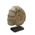 Muszla Ceramiczna Ozdoba Rustykalna Amonit 40x35cm